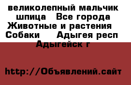 великолепный мальчик шпица - Все города Животные и растения » Собаки   . Адыгея респ.,Адыгейск г.